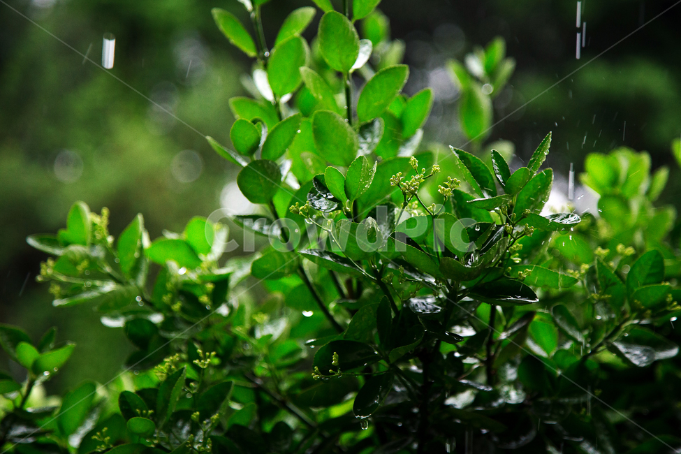 빗방울,흐린날씨,비,장마,나뭇잎,나무,녹색,식물,자연,plants,nature,비,비오는날,rain,rainy