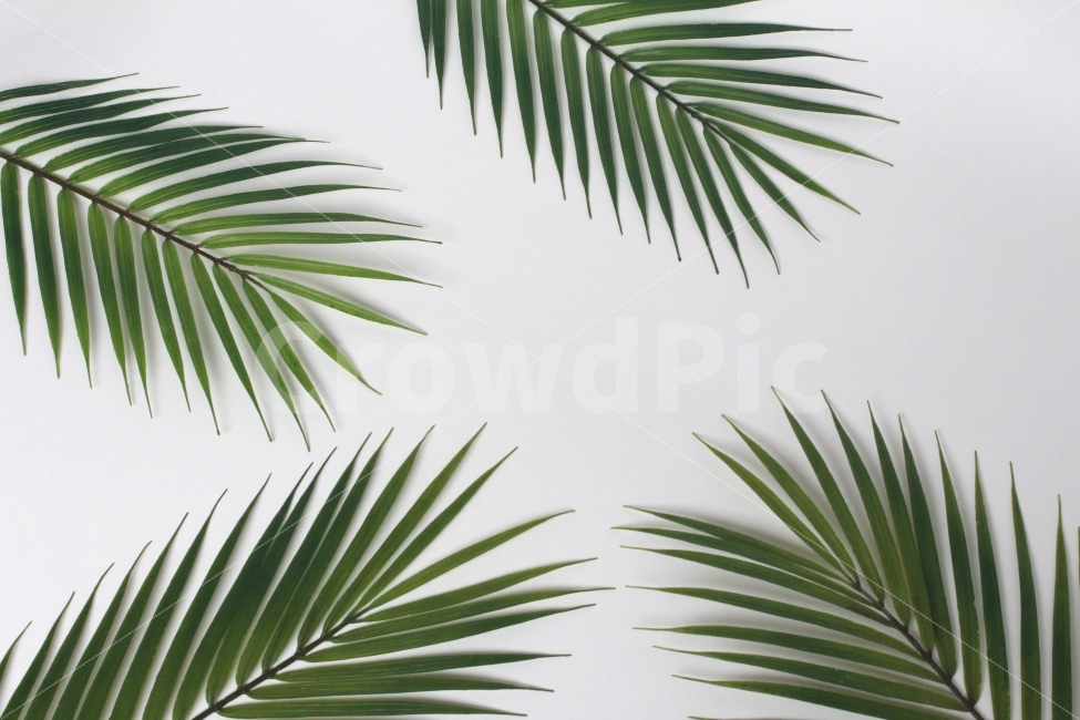 야자잎,그린잎,그린인테리어,플랜테리어,초록잎,그린,green,leaf,식물,자연,plants,nature,누끼,remove background