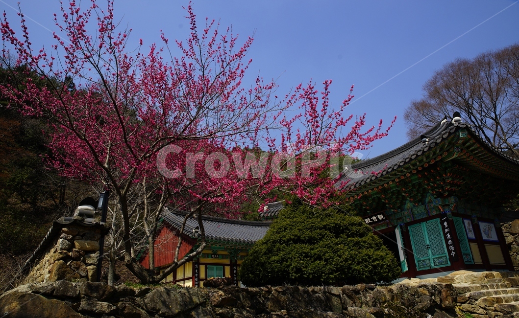 천은사,사찰,홍매화,봄,구례,봄,계절,spring,season,한국전통,한국문화,korean traditional,korean culture,종교,신앙,religion,belief,faith,건축물,건물외관,exterior,building,structure,architecture,construction,plant,식물