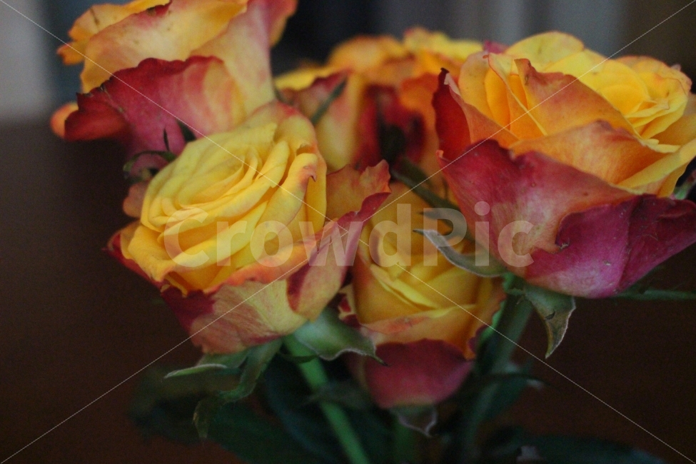 장미꽃,노란장미,꽃,꽃병,장미,테이블,화병,감성사진,아늑한,아름다운,자연,rose,yellowrose,pot,table,sensitive,nature,접사,어두운,음영,향기로운,식물,자연,plants,nature,꽃,flower