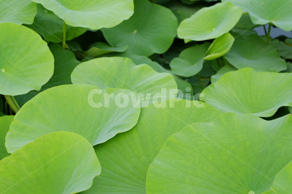 연잎,연꽃,leaf,식물,plant,잎