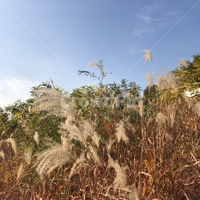 한강,갈대,풍경,가을,grass,reed,plant,lawn,하늘,가을,계절,fall,autumn,season,잔디,식물