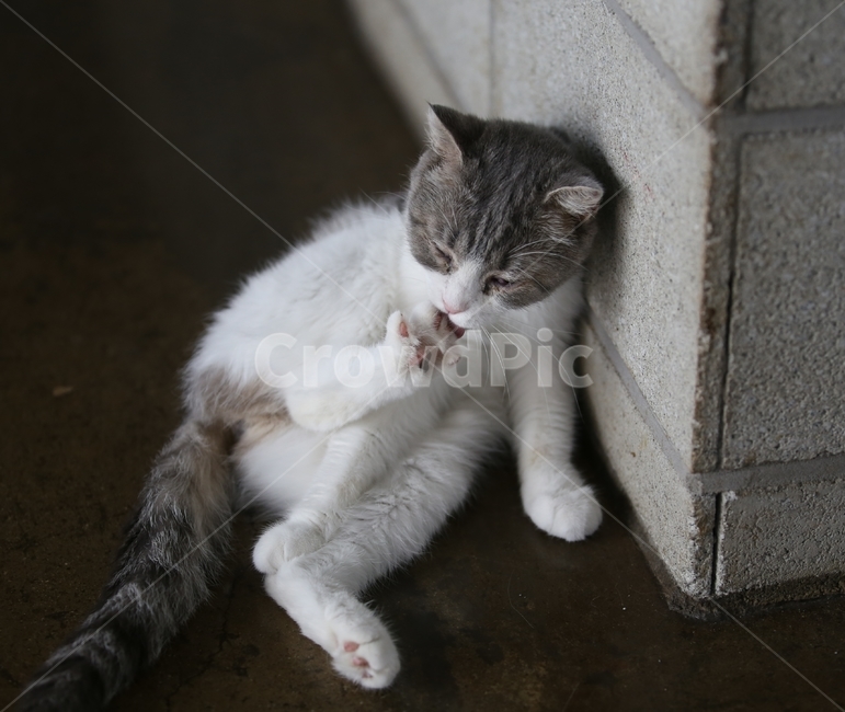 고양이,야옹,발톱,kitten,cat,동물,animal,포유류,mammal,고양이,cat,kitten,kitty