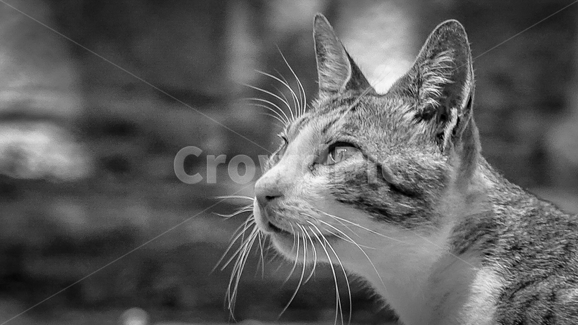고양이,일본고양이,길고양이,cat,kitty,mammal,kitten,pet,냥이,animal,동물