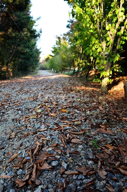 단풍,낙엽,가을,수목원,감성,느낌,추억,정취,외로움,가을길,가을,계절,fall,autumn,season,ground,바닥,leaf,잎,plant,식물,tree,나무,gravel,자갈,road,도로,dirt road,흙길