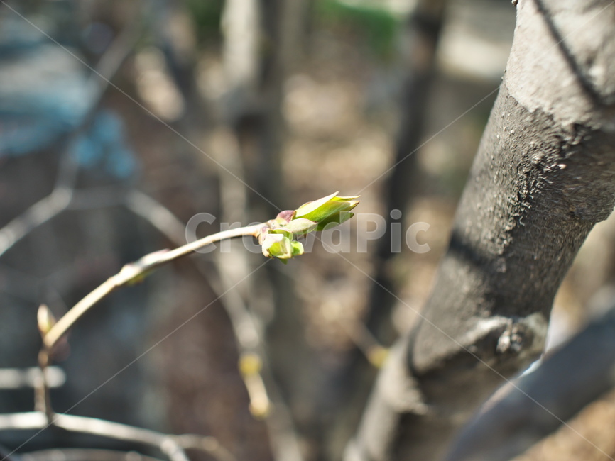 plant,식물,blossom,꽃,bud,싹,sprout,새싹,flower,봄,식물,자연,plants,nature
