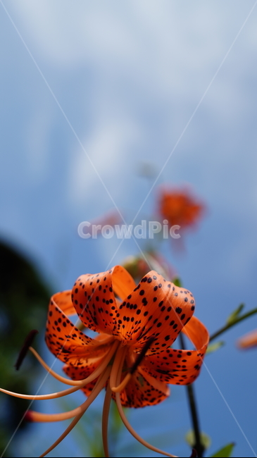 나리꽃,화려한꽃,꽃수술,주황,겸손,식물,자연,plants,nature,꽃,flower