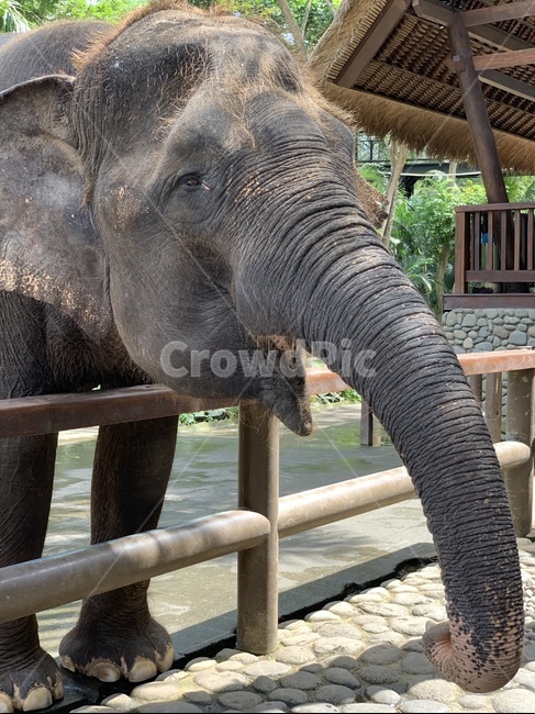 코끼리,동물원,elephant,동물,animal,야생동물,wildlife,bali,zoo,동물,animal,포유류,mammal