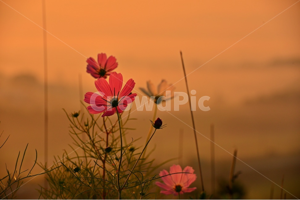 전남,함평,밀재,밀재일출,여명,아침,해돋이,sky,하늘,dawn,새벽,redsky,붉은하늘,fog,안개,plant,식물,nature,자연,outdoors,옥외,scenery,풍경,landscape,경치,mountain,산,코스모스,꽃
