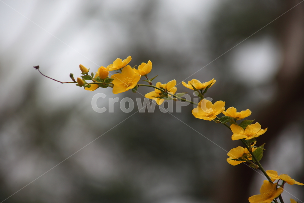 황매화,꽃,장미과,봄,kerriajaponica