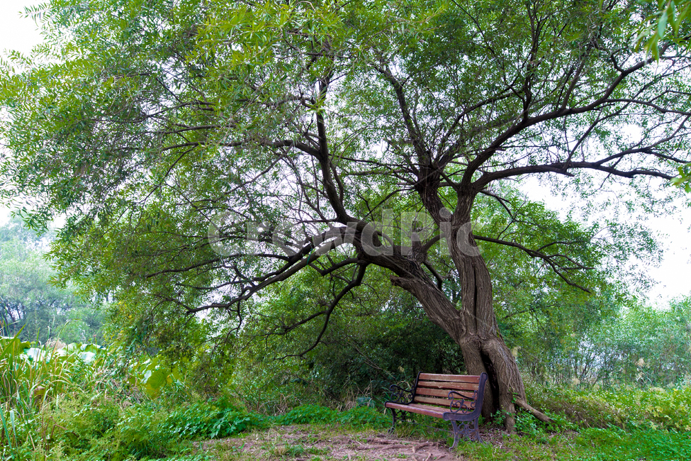 휴식,의자,힐링,고목나무,숲속의자,자연,풍경,nature,landscape,bench,벤치,tree,나무,plant,식물