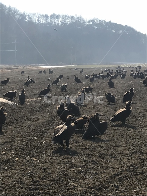 새,animal,동물,독수리,bird