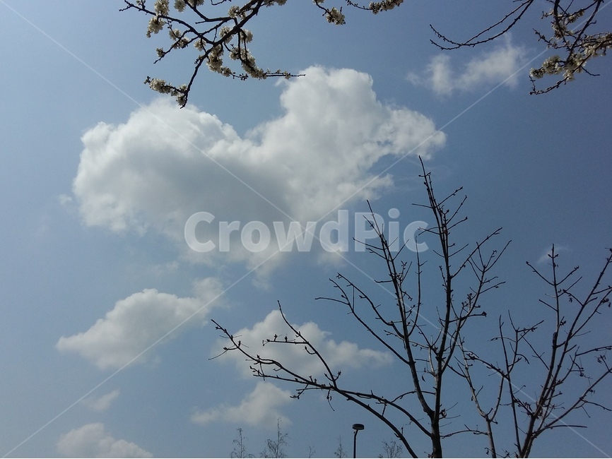 흰구름,파랑하늘,봄,벗꽃,핑크,봄바람,맑음,봄,계절,spring,season,자연,풍경,nature,landscape,식물,plants,꽃,flower,weather,날씨