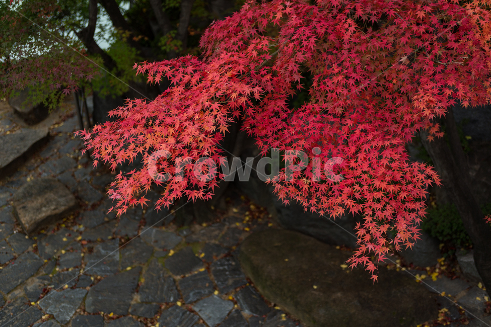 가을,단풍,단풍나무,자연,나무,풍경,leaf,잎,plant,식물,tree,maple,가을,계절,fall,autumn,season,식물,자연,plants,nature