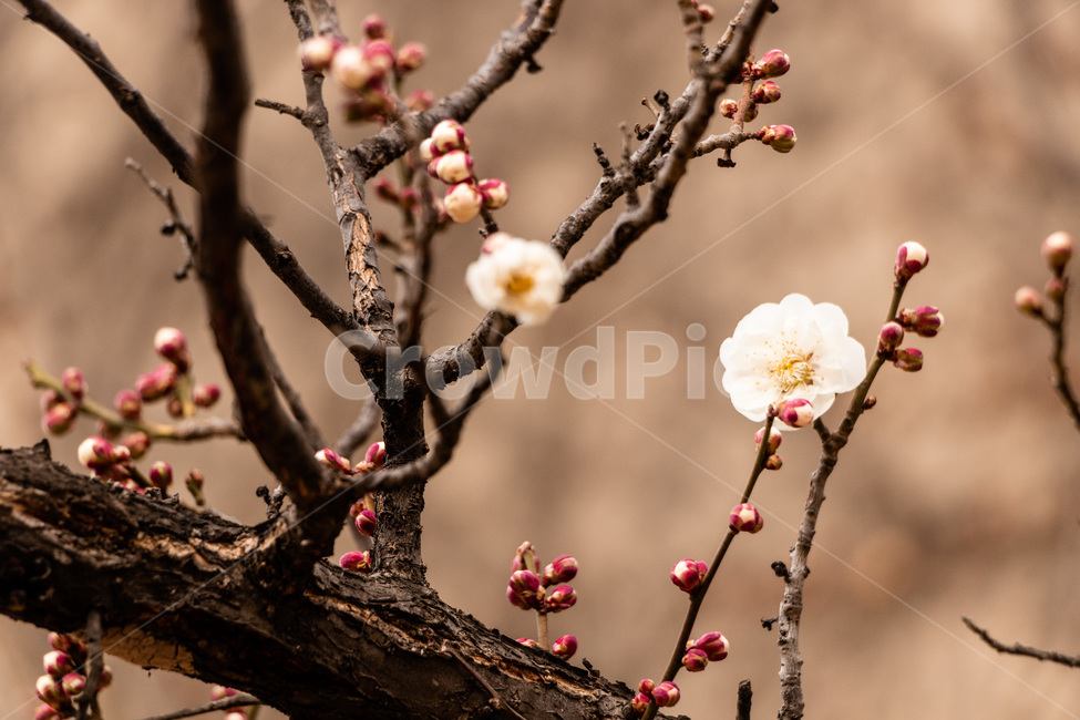 매화,매화꽃,매실꽃,백매화,흰매화,봄,계절,spring,season,식물,자연,plants,nature,꽃,flower,plant,blossom