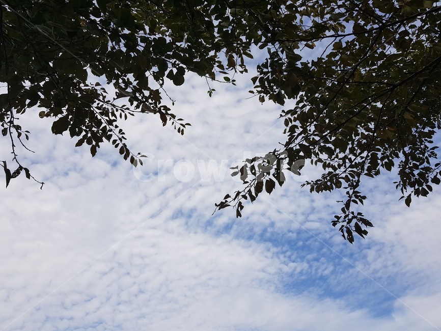 nature,자연,outdoors,옥외,sky,하늘,나무,나뭇잎,그늘