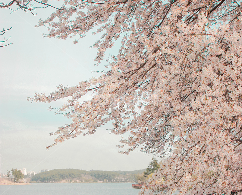 벚꽃,blossom,꽃,flower,cheeryblossom,자연,nature,flowers,풍경,outdoors,봄,계절,spring,season