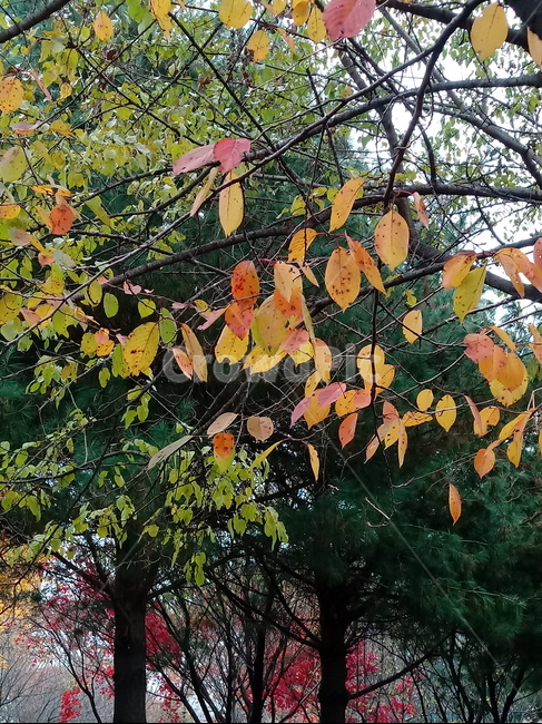 단풍,단풍잎,단풍나무,가을,leaf,잎,plant,식물,tree,나무,계절,fallautumnseason,outdoors,옥외,자연풍경,naturelandscape,가을,계절,fall,autumn,season