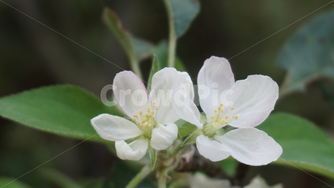 식물,flower,꽃,사과,사과나무,사과꽃,열매,꽃나무,꽃,flower