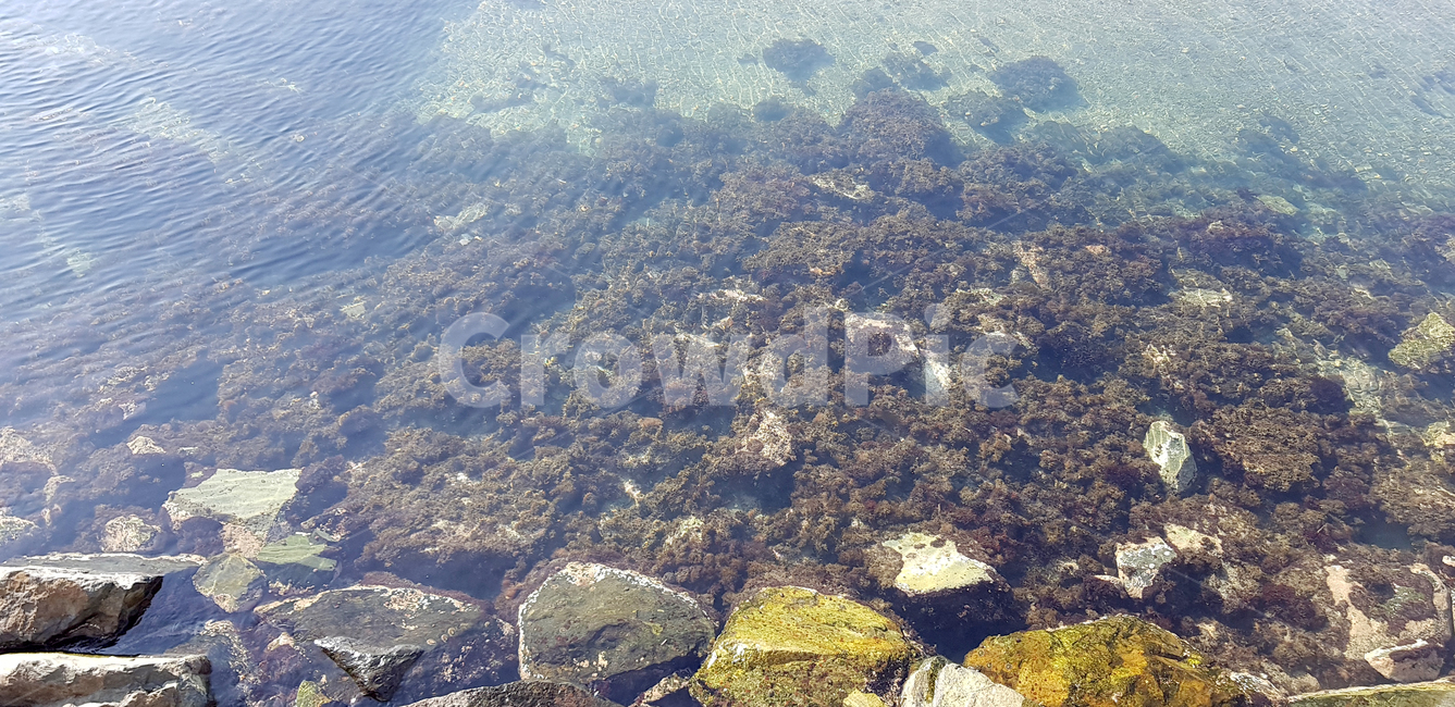 바닷물,바다속,바다,물속,해조류,조류,맑은물,깨끗한물,sea,ocean