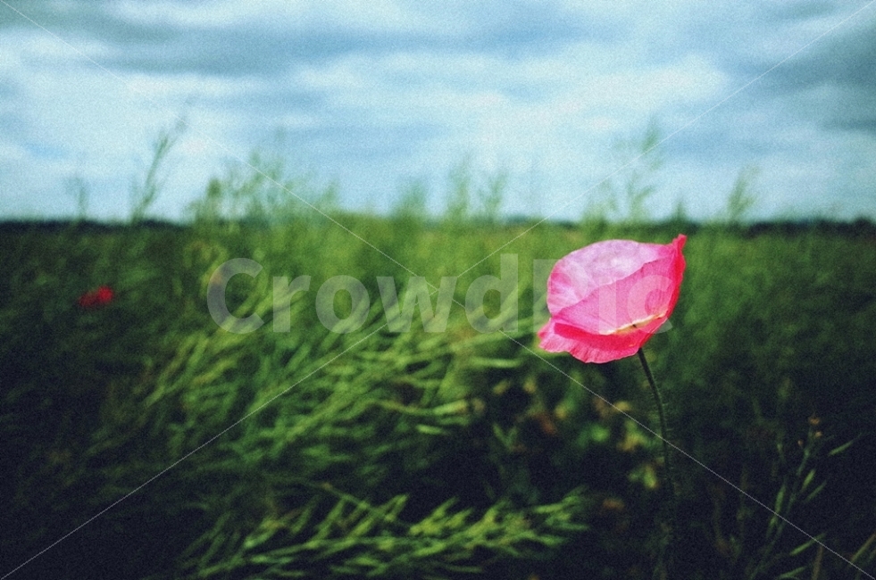 오월,양귀비,바람,들판,날씨흐림,감성사진,꽃사진,식물,자연,plants,nature,감성,sensible,feeling,꽃,flower