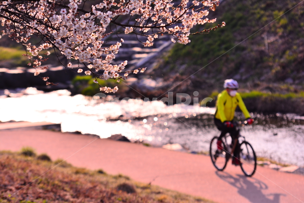 flowers,By the stream,bicycle,apricot flower,Spring background,March,picnic,flower road,april,rider,spring,trail,small river,healing,background,sight,season,plum blossom,walk