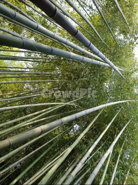 대나무,대나무숲,숲,공원,나무,bambusoideae,죽녹원,죽림원,park,기둥,나무기둥,식물,wood,forest,산,산림,공기정화,fresh,신선한,기분,산림욕