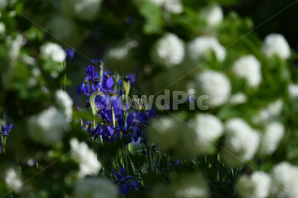 식물,꽃,자연풍경,감성사진,봄,붓꽃,5월,자색,식물,자연,plants,nature,꽃,flower
