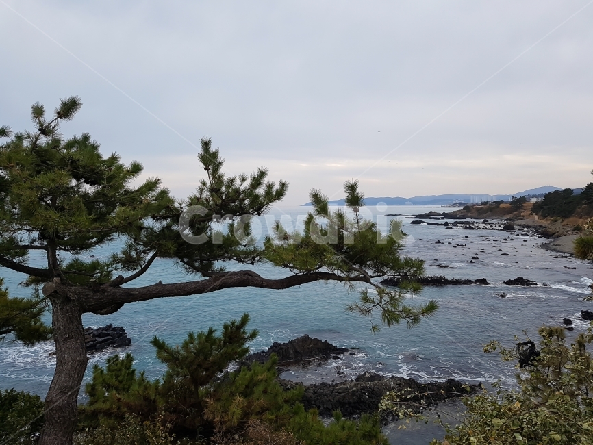 여행,자연,경주,주상절리,바다,해변,하늘,배경,바탕,물,파도,경치,풍경,돌,물결,휴일,휴식,휴가,관광,한국,Travel,Trip,nature,natural,Korea,Korean,sea,beach,Ocean,sky,Background,water,wave,landscape,tree,stone,holiday,rest,vacation,tourist,tourism,자연,풍경,nature,landscape,한국자연풍경,한국자연경관,korea nature landscape,나무,plant,식물,conifer,구과 식물