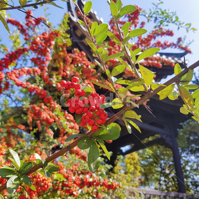 붉은열매,피라칸다,나무,자연,풍경,식물,자연,plants,nature
