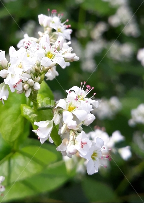 plant,식물,pollen,화분,제라늄,식물,자연,plants,nature,꽃,flower
