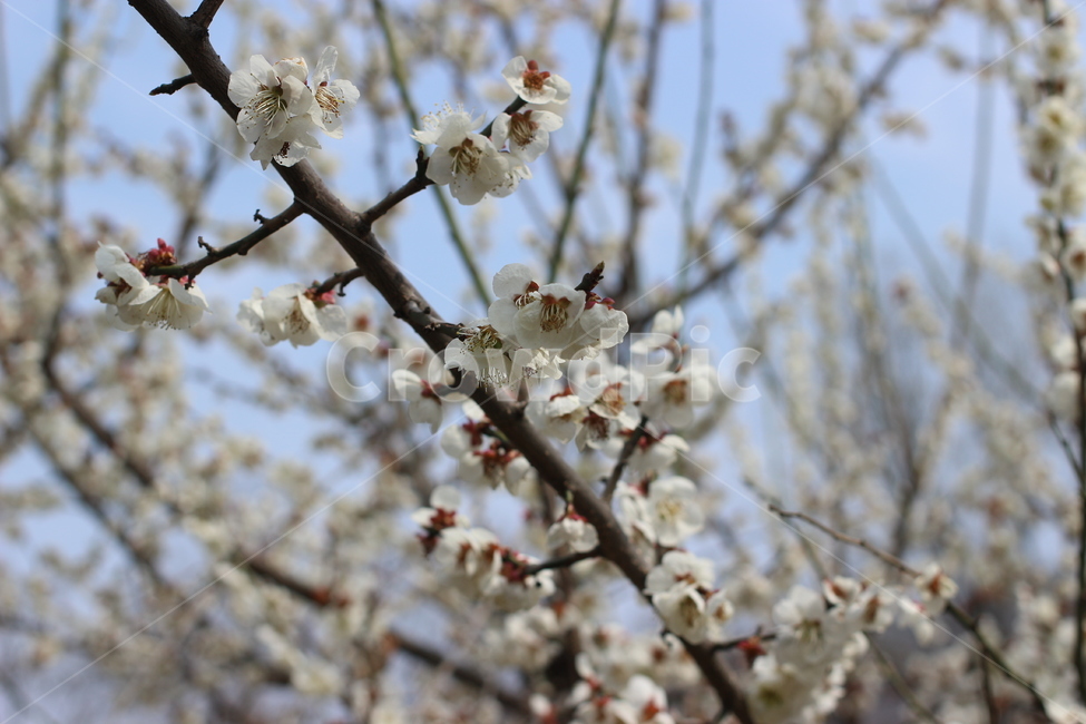 벚꽃,봉우리,개화,봄,사쿠라,인천대공원,자연,풍경,nature,landscape,꽃,flower,나무,trees,wood,plant,식물,blossom