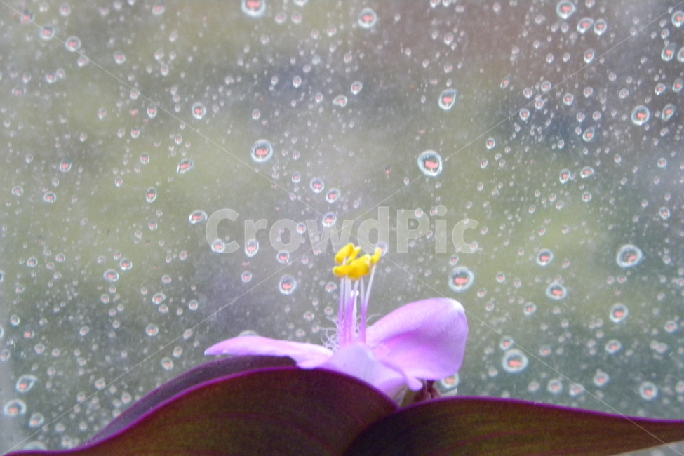 얼룩자주달개비,물방울,보라색,노랑,꽃,식물,자연,plants,nature,꽃,flower