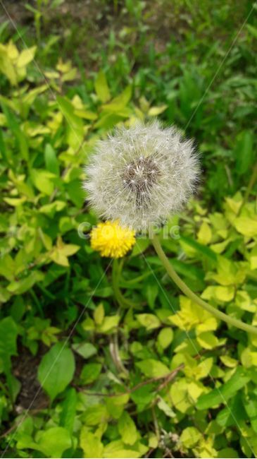 민들레,민들레홀씨,꽃,식물,여름,낮