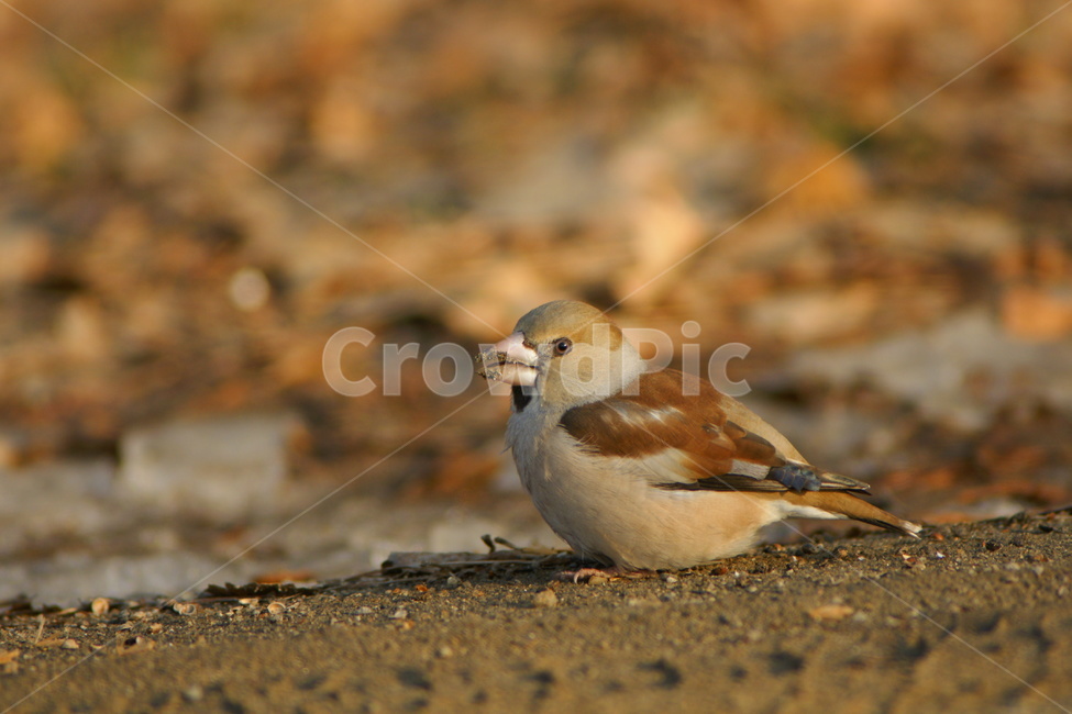콩새,조류,텃새,새,흙,동물,animal,조류,새,birds