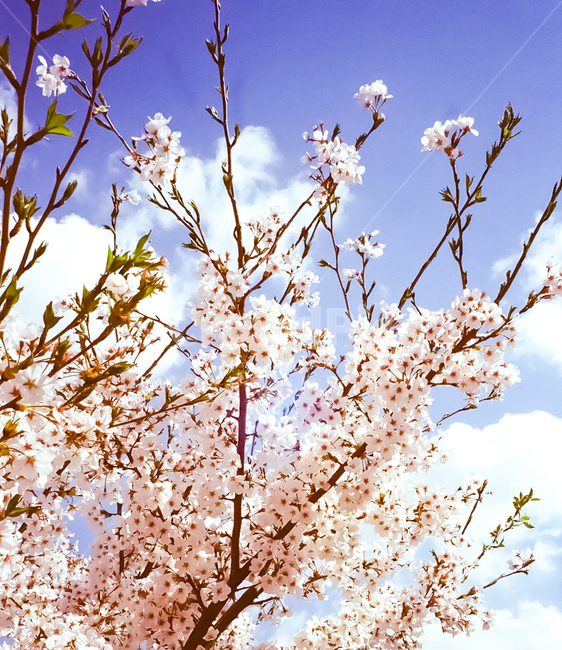 벚꽃,벚꽃놀이,cherryblossom,봄,spring,봄감성,꽃,flower