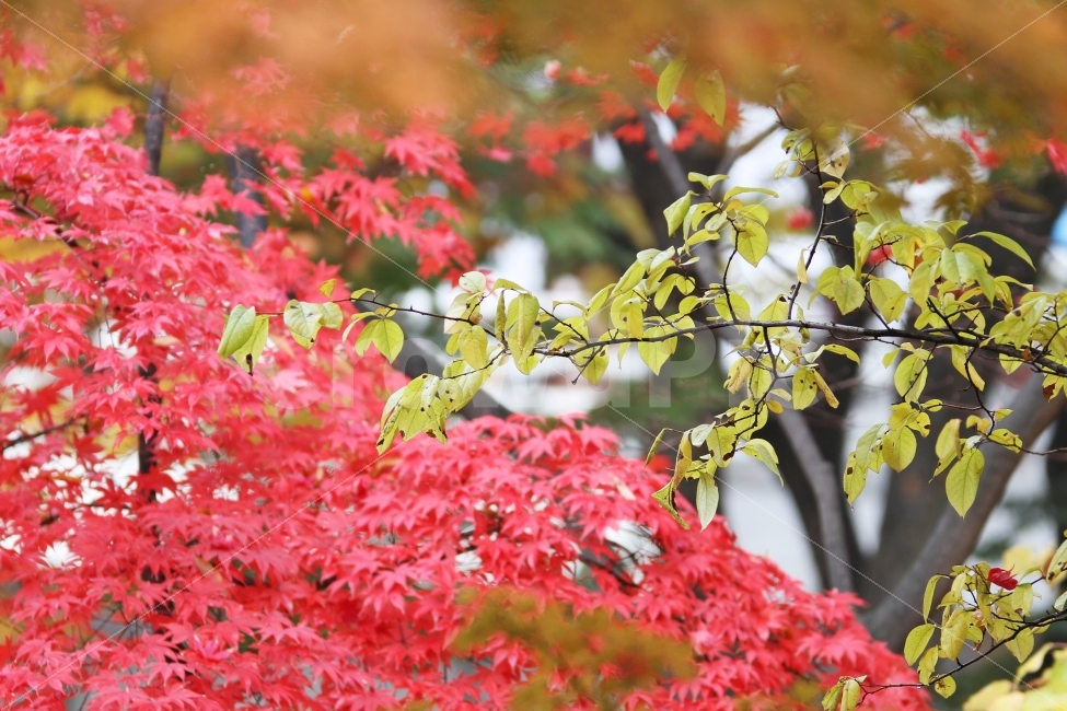 단풍나무,가을사진,감성사진,단풍잎,가을,가을,계절,fall,autumn,season,식물,자연,plants,nature,plant,leaf,잎,tree,나무,maple,단풍