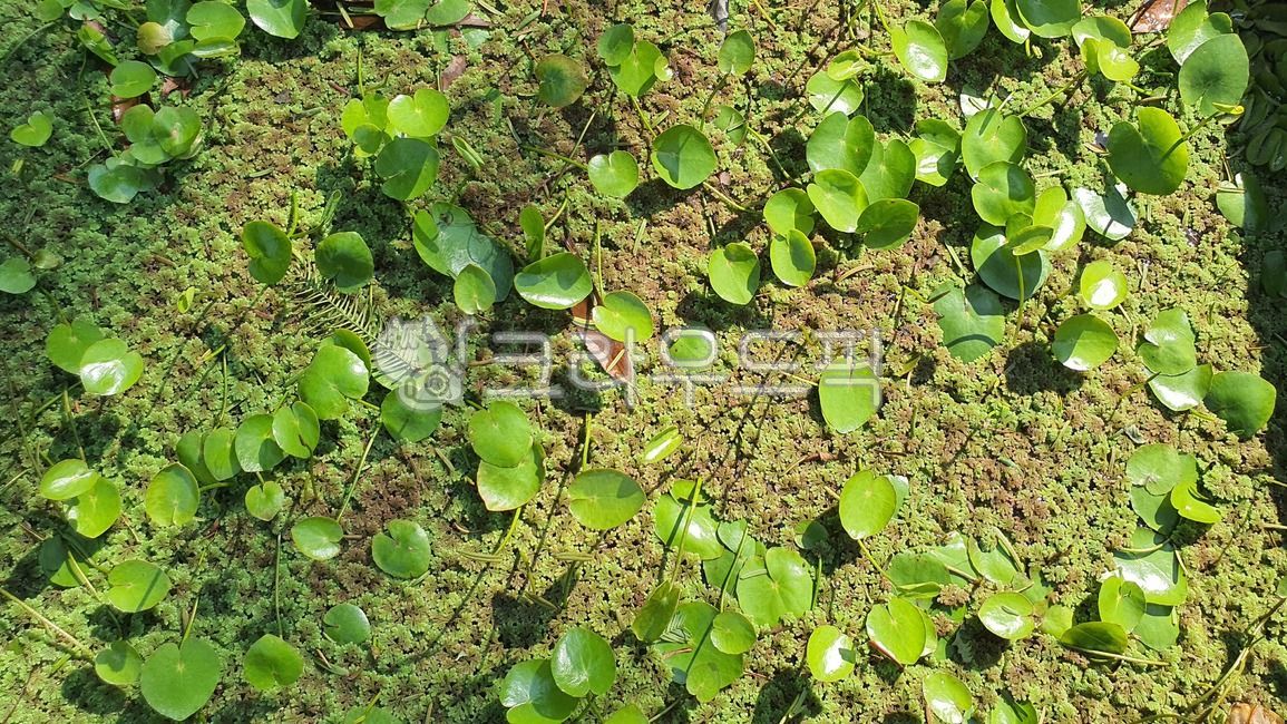 이끼,수경식물,어리연꽃,연못,식물,초록