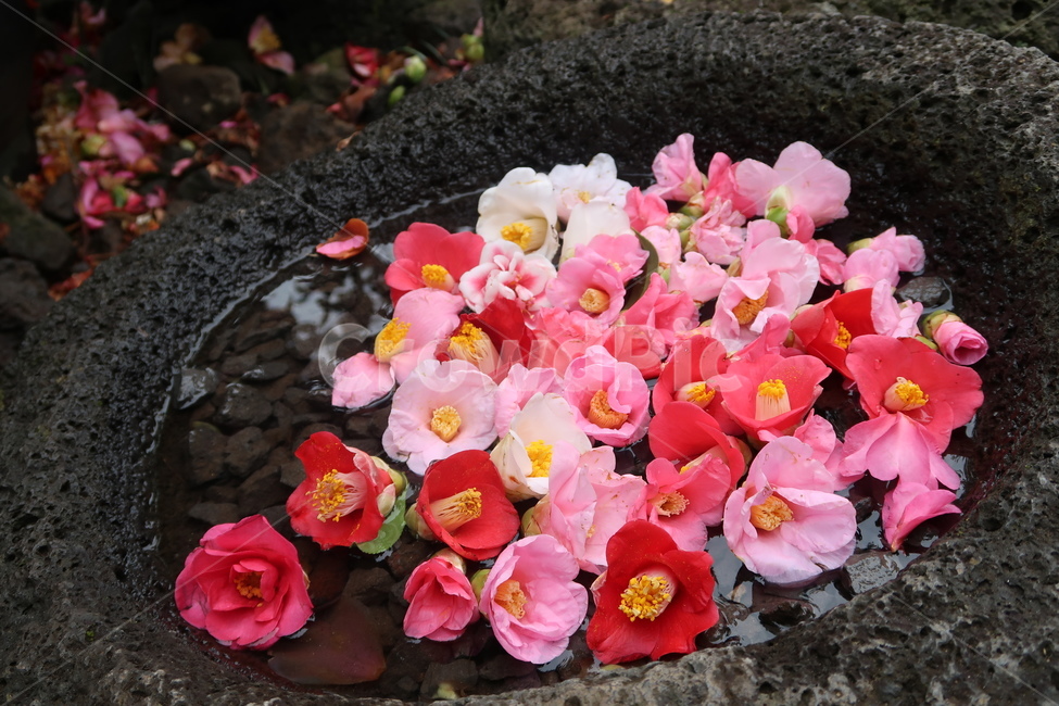 jeju,jejuisland,제주도,꽃,flower,동백꽃,camelliaflower,식물,분홍꽃,식물,자연,plants,nature,꽃,flower