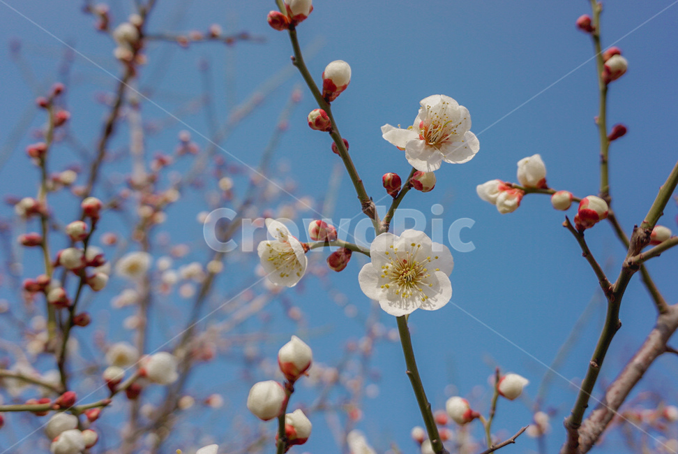 풍경,자연,꽃,봄꽃,매화꽃,식물,자연,plants,nature,꽃,flower