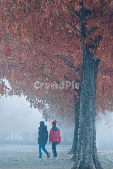 가을,단풍,안개,아침산책,가을풍경,일산,가을,계절,fall,autumn,season,사람,인물,인간,human,person,남성,남자,man,male,tree,나무,plant,식물