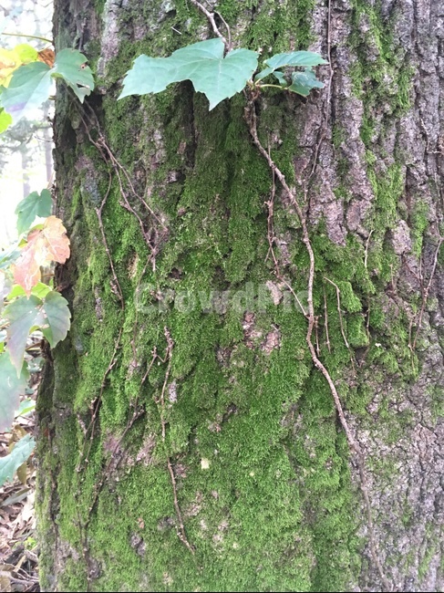 나무,식물,plant,tree,이끼