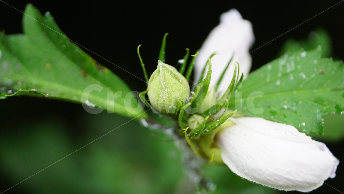 무궁화,꽃,식물,플라워,자연,flower,nature,여름,7월,summer,국화,꽃봉오리,한국,korea,풍경,landscape,꽃사진,plants,식물,자연,plants,nature,꽃,flower