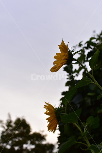 꽃,해바라기,자연,노을,노랑,정원,감성,가을,감성사진,식물,자연,plants,nature,꽃,flower