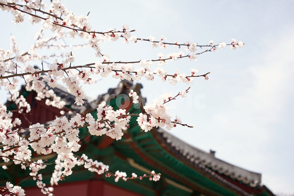 서울,성균관,명륜당,벚꽃,봄,감성사진,성균관대,혜화,seoul,sungkyunkwan