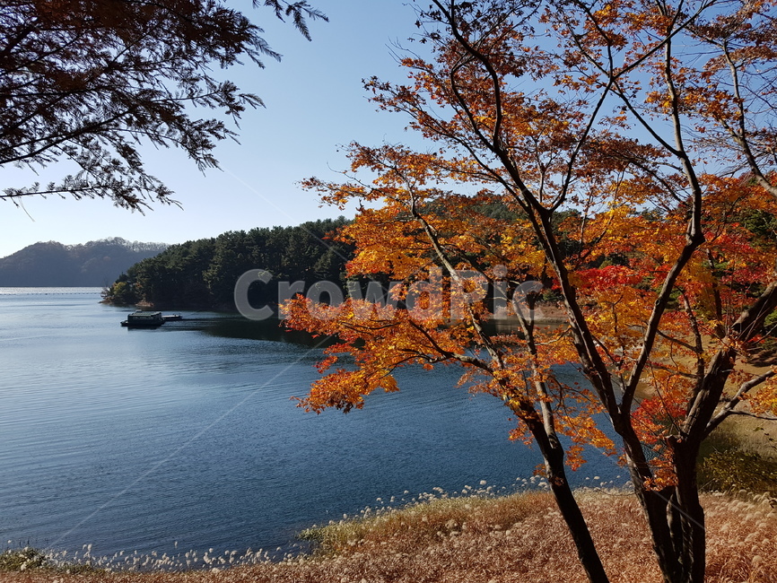 호수단풍,단풍,단풍호수,가을대청호,청남대,대청호,가을청남대,청남대가을,청남대단풍,대청호가을,대청호단풍,대청호수,단풍나무,호수,물,파란하늘,맑은하늘,하늘,물가,단풍나무들
