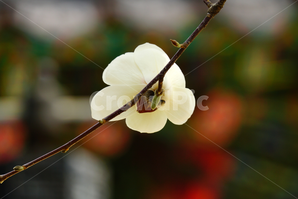 목련,봄꽃,한국자연,꽃,꽃사진,플라워,flower,봄,spring,식물,plants,자연,nature,풍경,landscape,계절,season,snap,스냅,접사,macro,closeup,클로즈업,감성사진,감성,힐링,healing,느낌,feel,feeling,꽃밭,화단,나무,나뭇가지,tree,꽃봉오리,4월,April,목련꽃,봄,계절,spring,season,식물,자연,plants,nature,꽃,flower,geranium,제라늄,plant,blossom