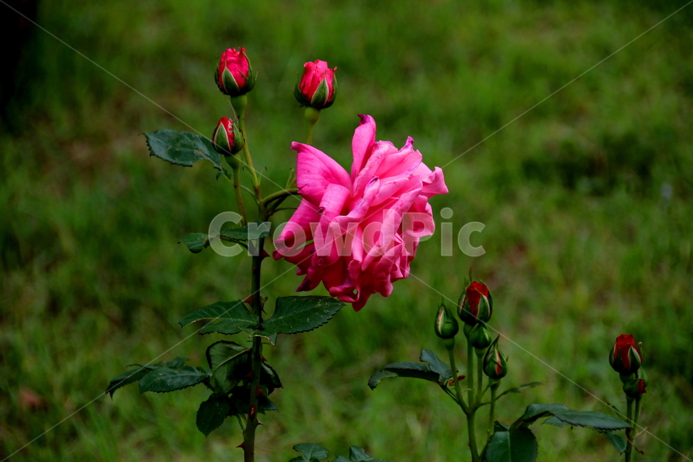 꽃,식물,장미,자연,봄,식물,자연,plants,nature,꽃,flower