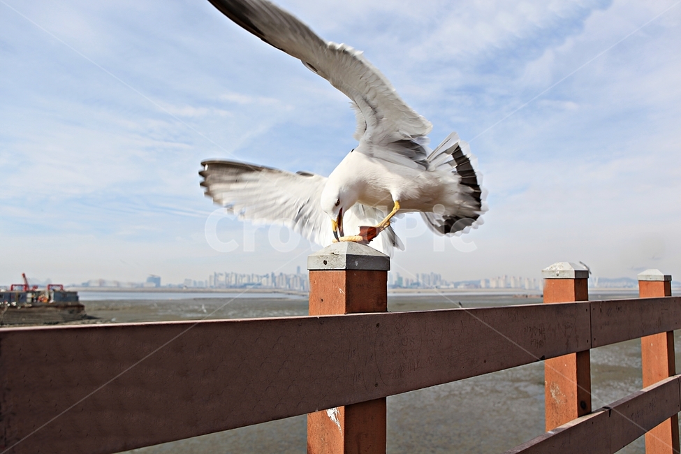 갈매기,새,조류,풍경,배경,자연,하늘,동물,animal,조류,새,birds