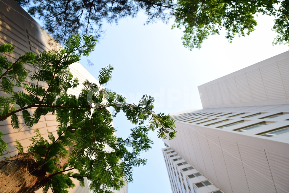 나무,나뭇잎,잎,아파트,편백나무,자연,식물,초록,nature,plants,green,힐링,감성,bottomview,하늘배경,환경,도심,leaves,leaf